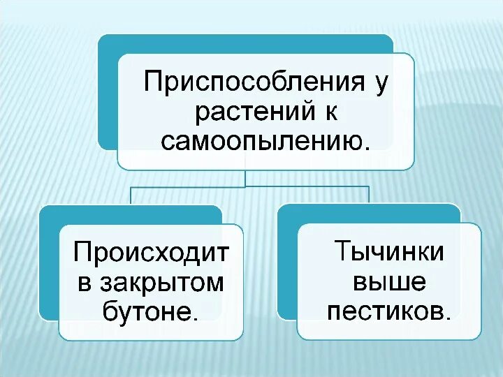 Тычинки короче пестиков самоопыление затруднено. Приспособления растений к самоопылению. приспособления цветка к самоопылению:. приспособленность растений к самоопылению. самоопыление. приспособления растений к самоопылению.