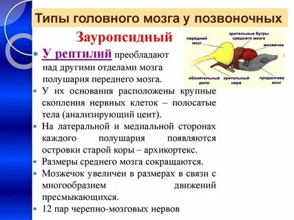 Передний мозг у млекопитающих какую функцию выполняет