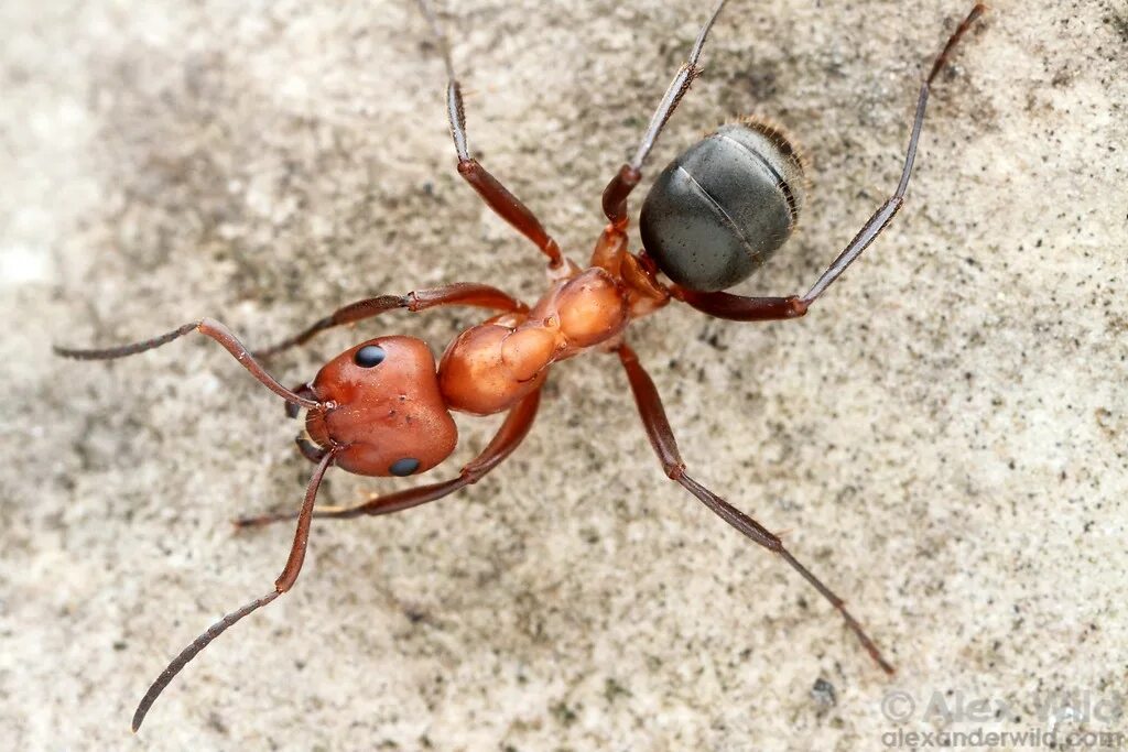 Formica (Formica) truncorum. Красноголовый муравей. Красноголовый муравей паук. Муравьи Formica.