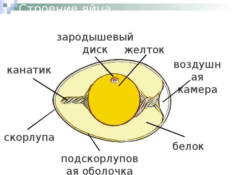 Тест размножение птиц. Размножение и развитие птиц строение яйца. Зародышевый диск в яйце строение. Строение яйца птицы с зародышем. Развитие зародыша птицы схема.