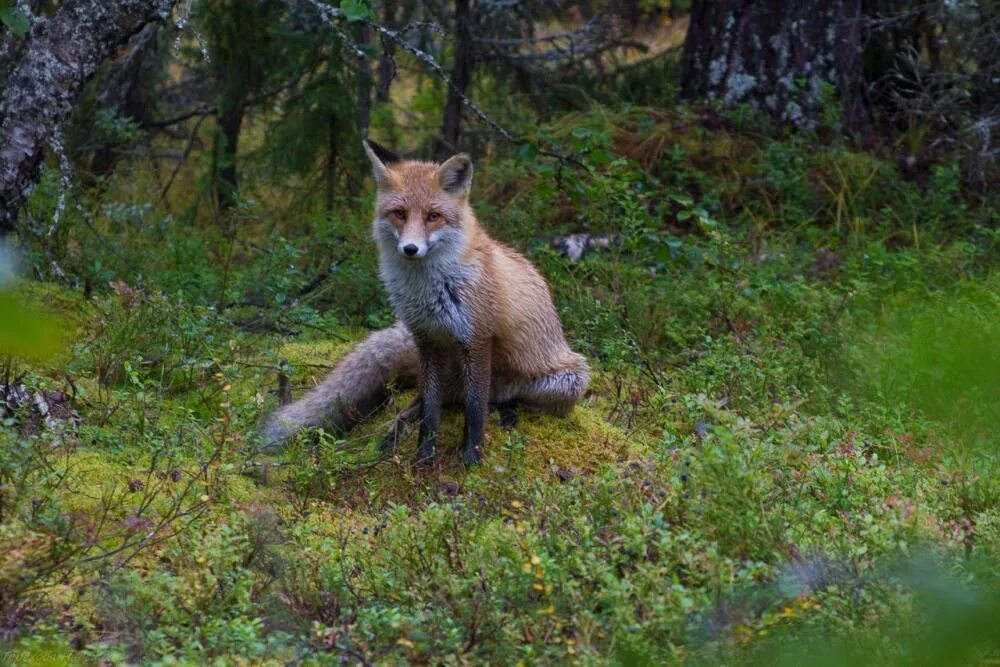 животный мир волжско камского заповедника. волжско камский заповедник животные. раифский заповедник животные. волжско-камский заповедник орлан. волжско-камский заповедник татарстана фауна.