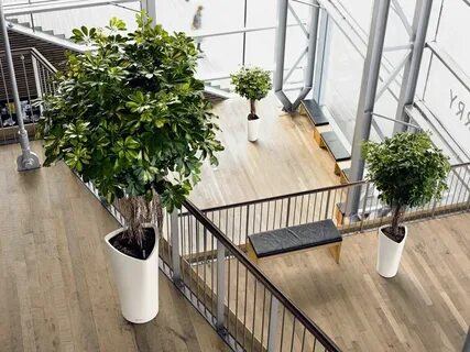Office plants