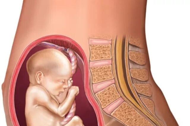 Почему на 21 неделе. Ребенок на 21 неделе беременности. Малыш на 21 неделе беременности.