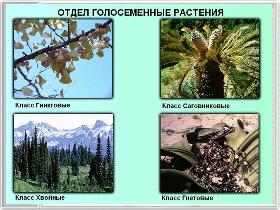 Классы отдела Голосеменные растения. Систематика голосеменных растений схема. Класс хвойные Голосеменные. Хвойные Гинкговые Гнетовые Саговниковые. Примеры голосеменных растений 7 класс