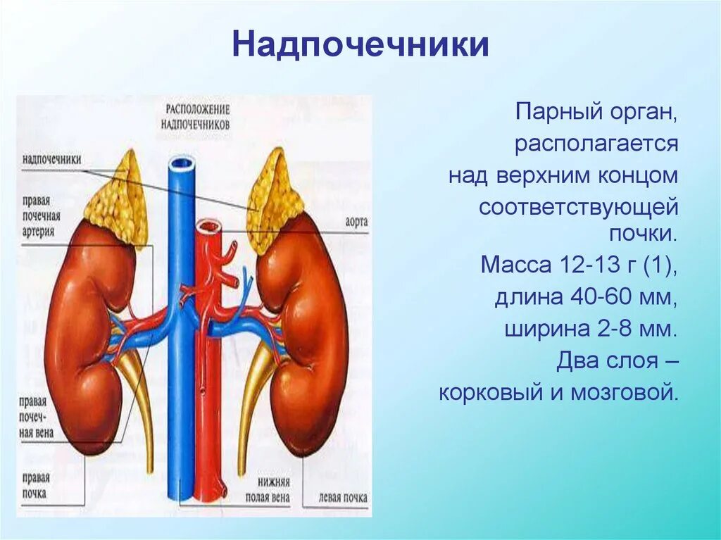 Определение местоположения почек на муляже 9 класс. Почки надпочечники анатомия человека. Почки и надпочечники строение. Почки и надпочечники расположение. Надпочечники расположены.