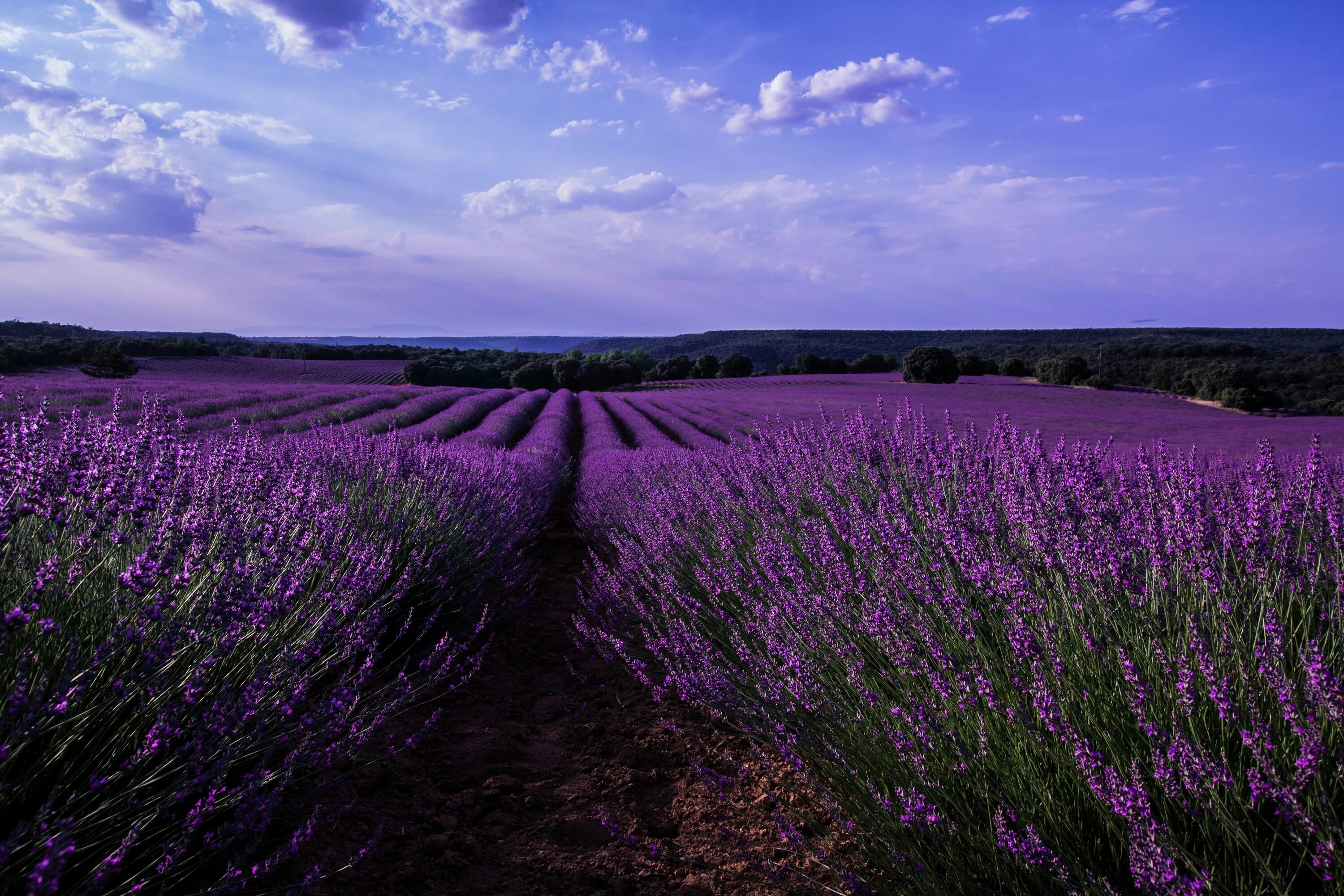 Поля. Фиолетовое поле. Фиолетовое поле. Фиолетовое поле. Джанкойский район лавандовые поля.