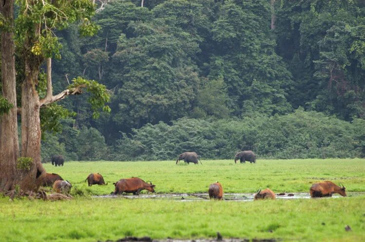 Wildlife holidays. Габон национальный парк. Национальный парк Лоанго. Национальный парк Лопе. Национальный парк Лопе в Габоне.