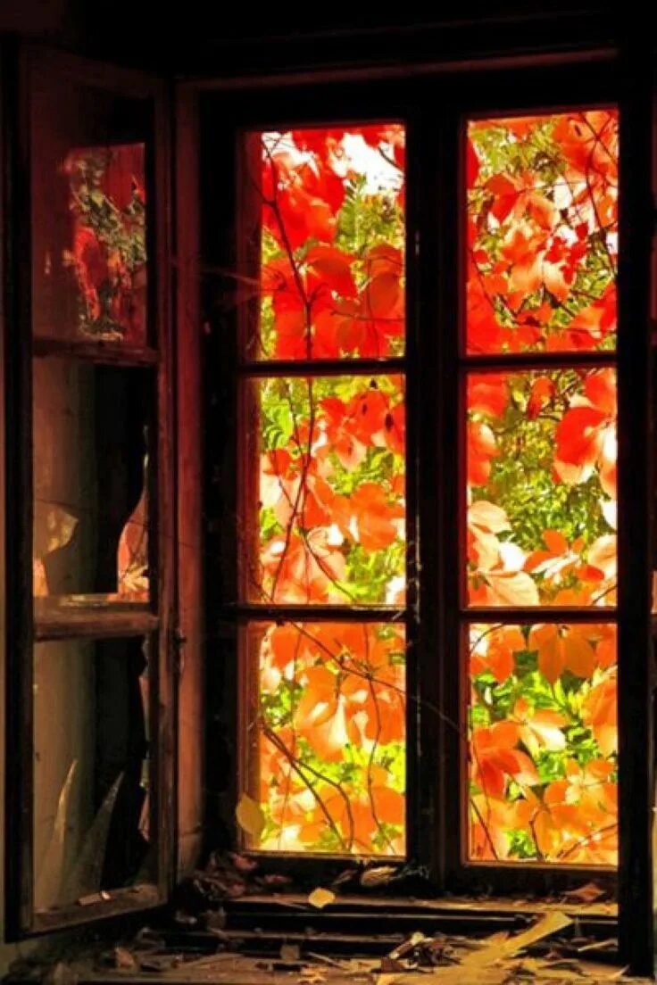 Окно в окне на андроид. Осеннее окно. Деревенское окно. Окно осень. Осенний вид из окна.