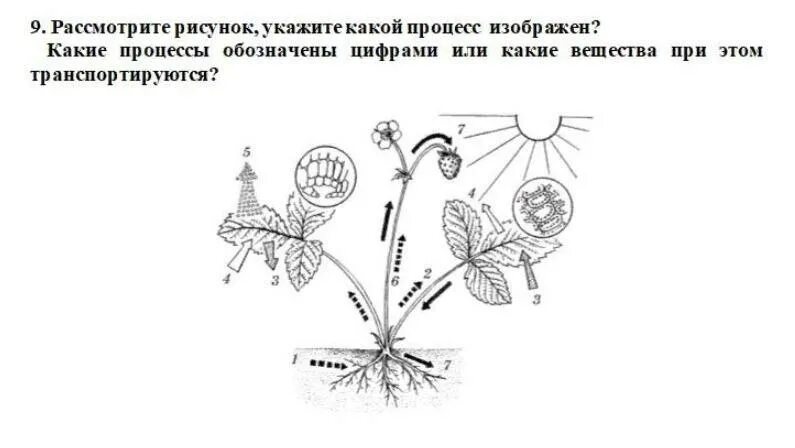 Рассмотрите рисунок и определите направление в. Рассмотрите рисунок показывающий обмен веществ в растении. Схема фотосинтеза у растений. Рисунок показывающий обмен веществ в растении. Рис. Транспорт веществ в растении.