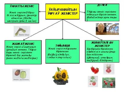 Ішектегі жемістердің фотосуреттері