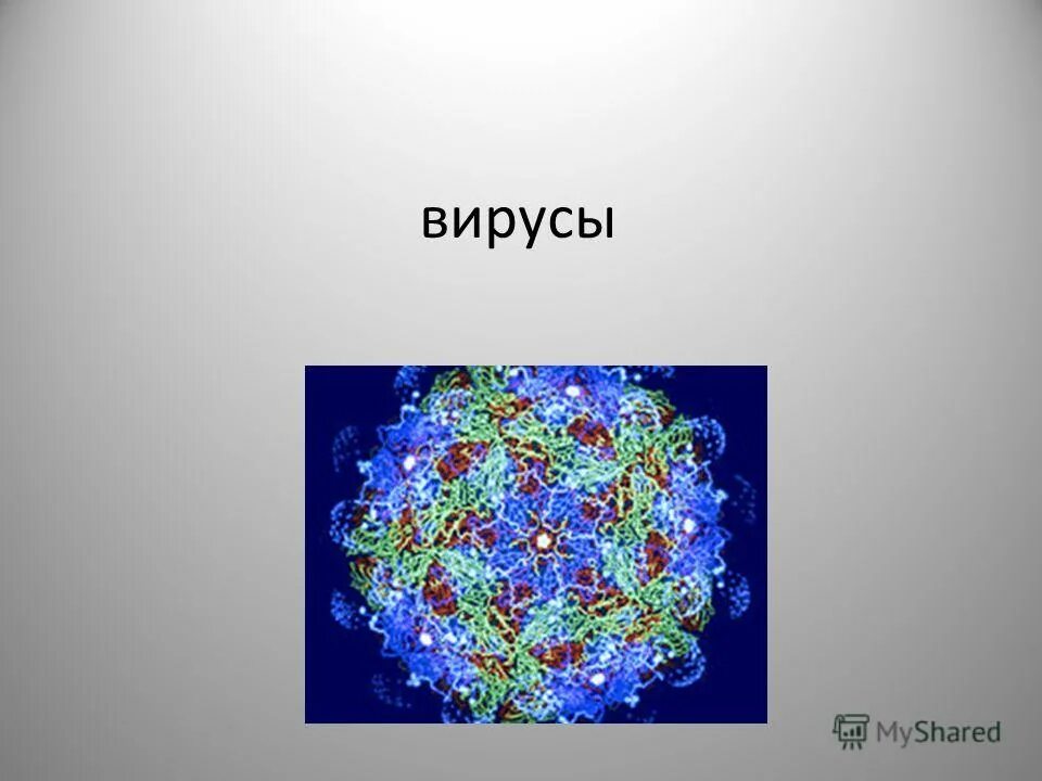 Наука изучающая вирусы. План вируса. Презентация на тему вирусы задачи. Почему нужно изучать вирусы. Почему надо изучать вирусы.