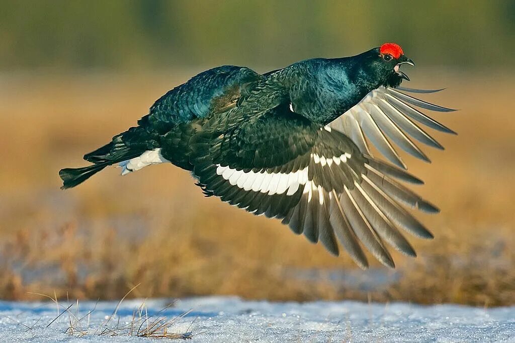 Тетерев-косач (lyrurus tetrix). Тетеря. Косач птица самка. Тетеря. Тетерев-косач.