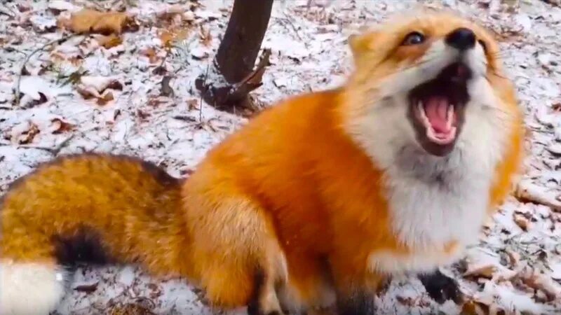 Алиса лисы кусаются. Алиса скажи лисичка. Лиса алиса видео. Домашняя лиса видео. Лиса алиса.