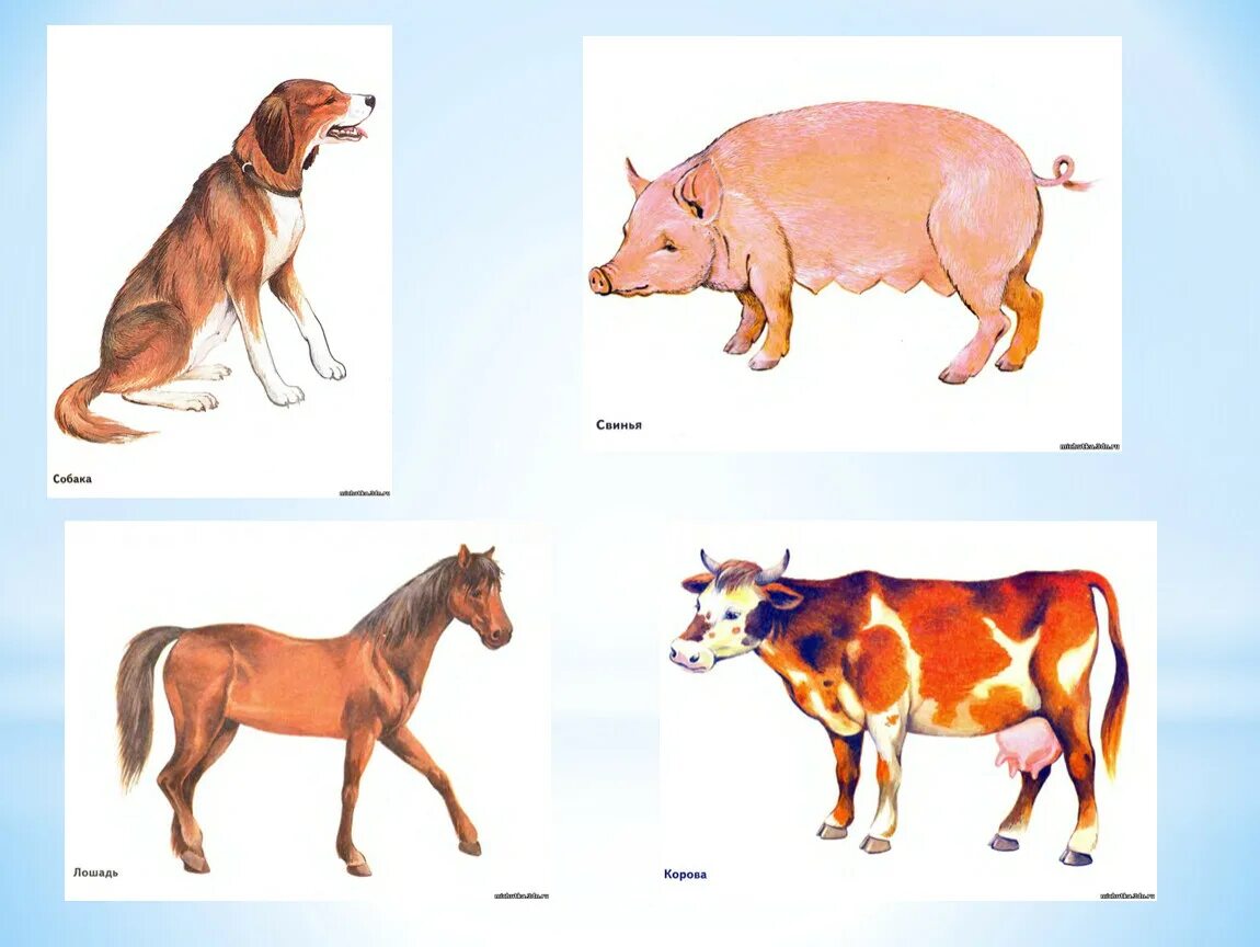 Домашние животные 6 класс. Изображение домашних животных. Кошка собака корова. Лошадь корова собака. Кошка собака корова лошадь свинья.