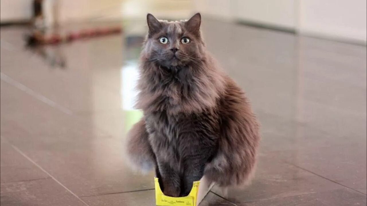 Что то не помещается в. Кот в маленькой коробке. котики в маленькой коробке. большой кот в маленькой коробке. кот не помещается в коробке.