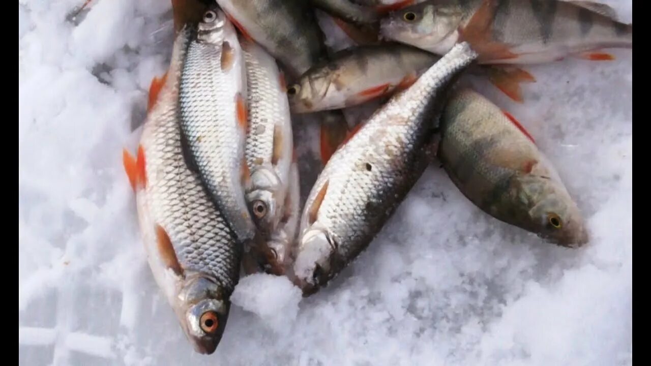 Ловля плотвы в январе. Мормышки на плотву. зимняя рыбалка на плотву. плотва зимой. ловля крупной плотвы зимой.