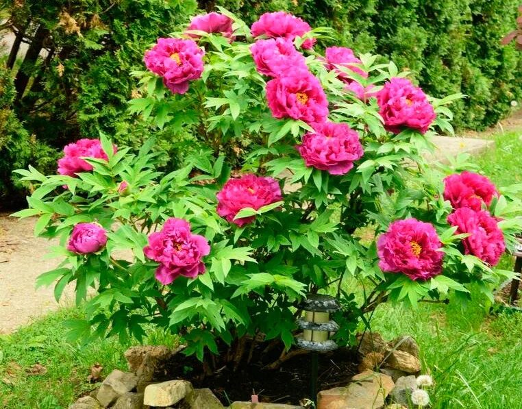 Древовидные пионы в саду. Древовидные пионы. пион древовидный paeonia suffruticosa. фусотсукаса пион древовидный. древовидный пион плетистый.