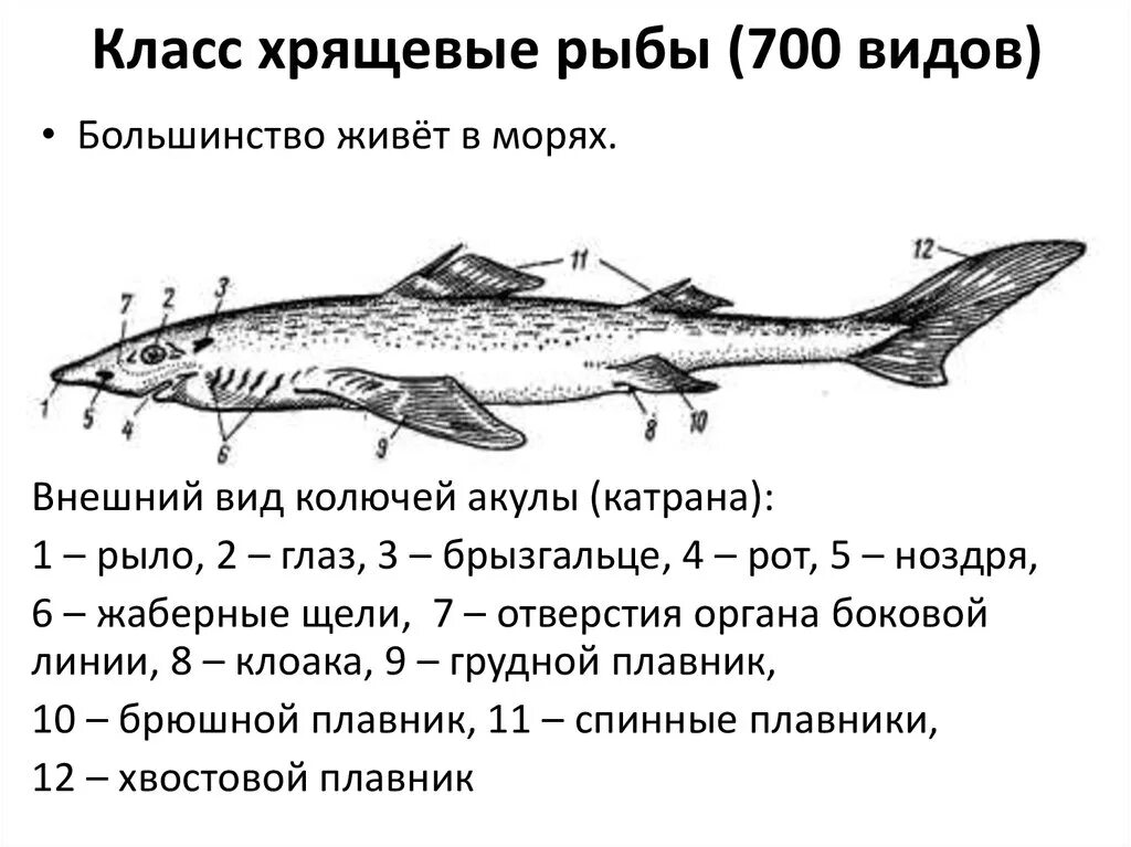 Акула Катран внешнее строение. Внешнее строение хрящевых рыб. Хрящевые рыбы схема. Акула Катран строение.