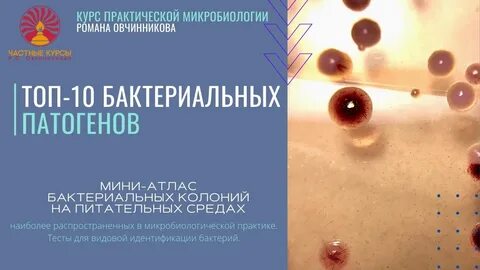 Микробиология практические