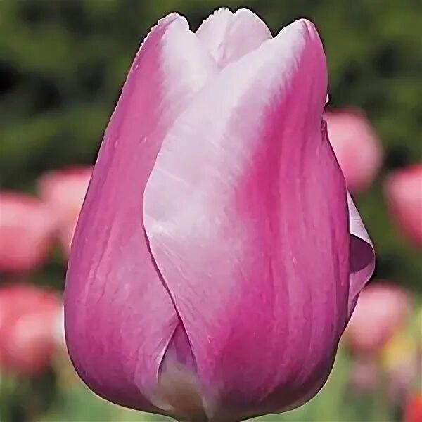 Тюльпаны в сетке Архіви - Dutch Bulbs