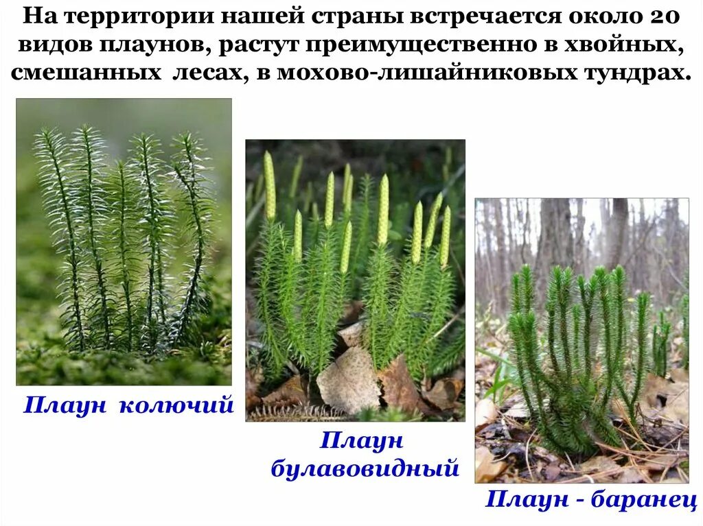Сообщение на тему значение плаунов. Плауны хвощевидные. плауновидные кустарнички. плауны хвощи папоротники. плауны представители.