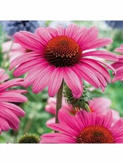Эхинацея пурпурная echinacea purpurea