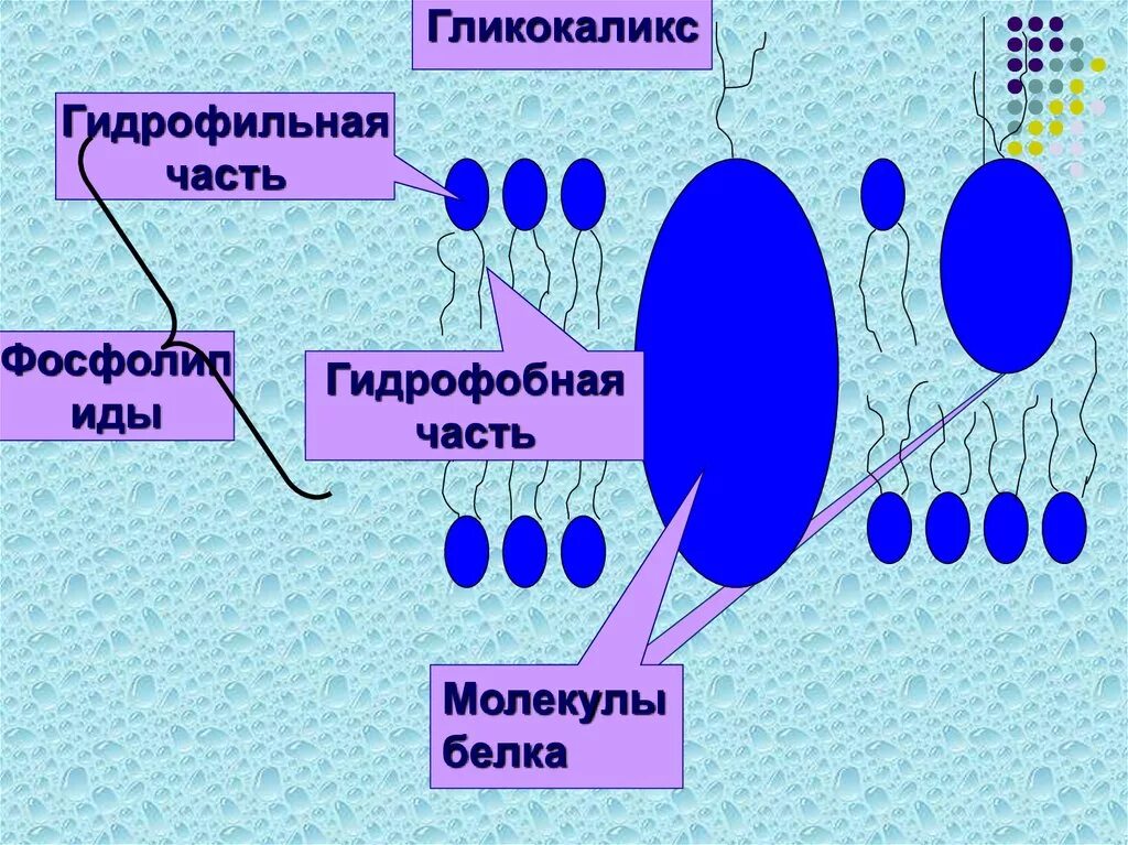 Средства гидрофильные при каких работах. Гидрофильные и гидрофобные части фосфолипидов. Гидрофобные и гидрофильные части белков. Гидрофильная и гидрофобная часть молекул. Гидрофильная и гидрофобная часть молекул фосфолипидов.