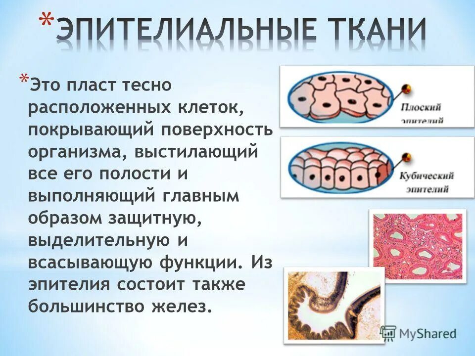 В состав какой ткани входят клетки