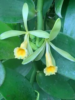 Vanilla plants