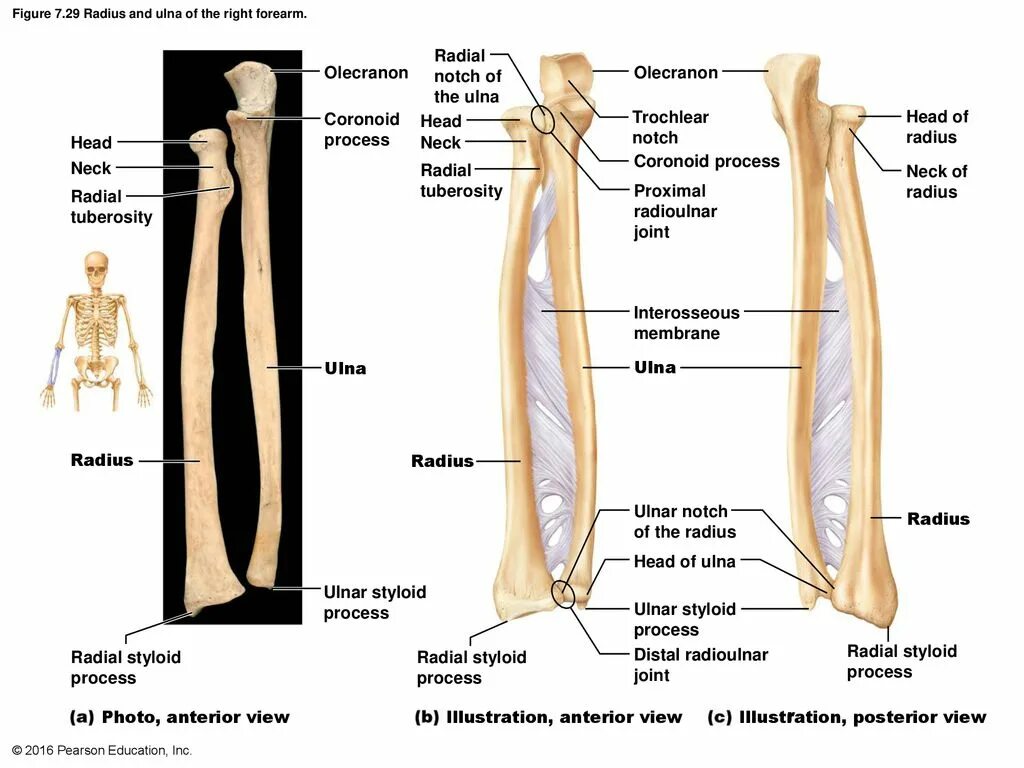 Radius script. Styloid process of ulna. лучевая кость. radius анатомия. ulna radius.