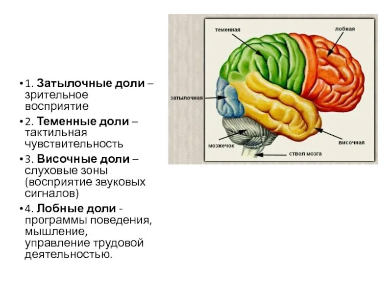 В теменной доле анализаторы. Теменно-затылочные отделы мозга. Функции затылочной доли головного мозга.