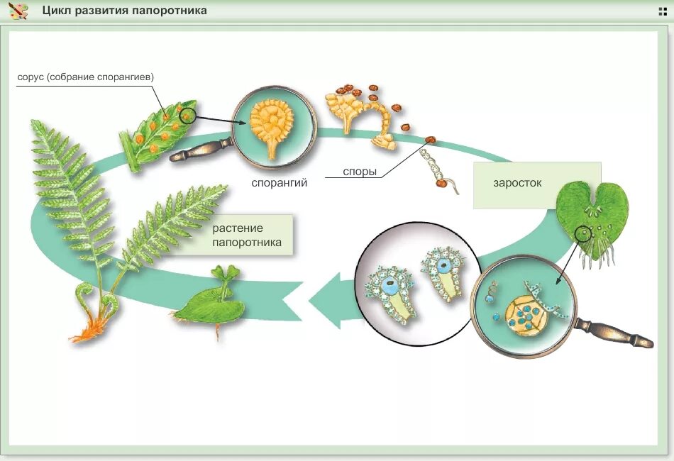 Цикл развития папоротника щитовника мужского. Жизненный цикл папоротника щитовника мужского. Жизненный цикл папоротника схема. Цикл развития папоротникообразных схема. Споры развиваются в сорусах