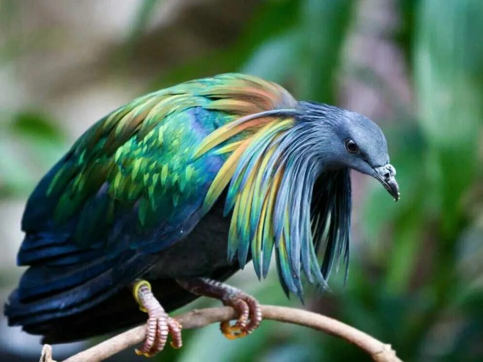 Амазонский королевский мухоед. Необычные животные птицы. Королевский венценосный мухоед. Синий квезаль. Птица мира.