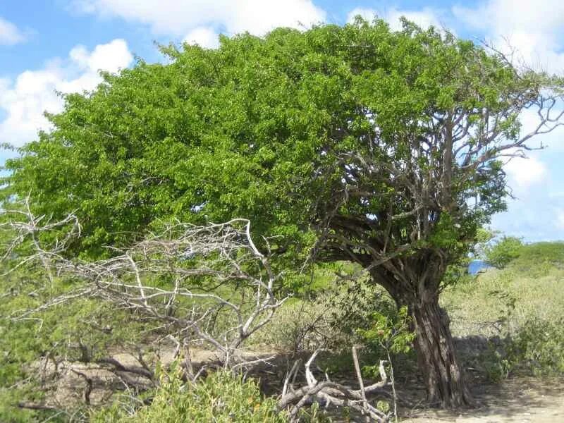 Кампешевое дерево. Кампешевое дерево (haematoxylon campechianum). куба кампешевое дерево. кампешевое дерево древесина. кампешевое дерево ямайка.