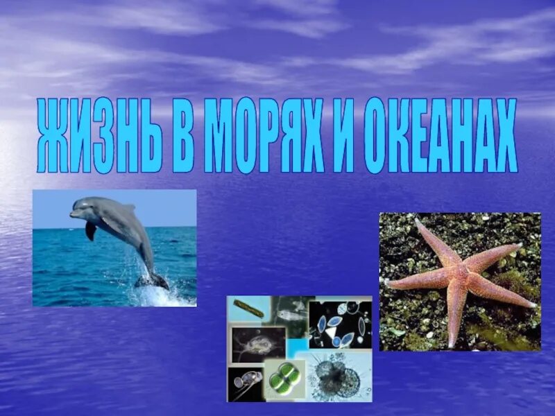 Жизнь в океане 6 класс конспект. Сообщение об обитателях океана. жизнь в морях и океанах. жизнь в морях и океанах проект. обитатели морей и океанов биология 5 класс.
