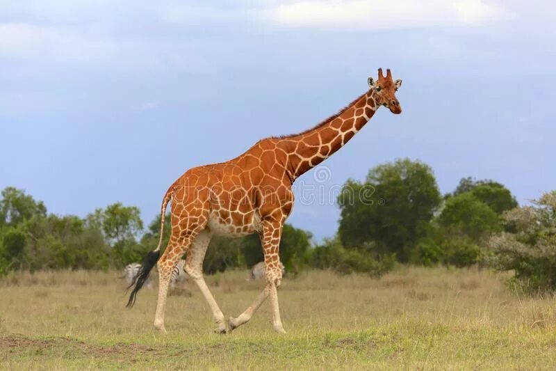 Национальный парк Самбуру. Сетчатый дираф и кеннийский разница. Сетчатый Жираф сколько живут.