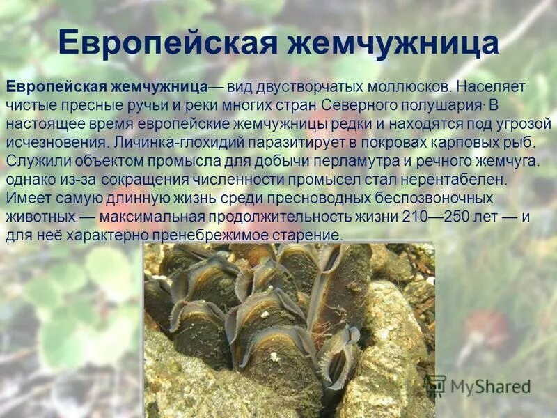 Тип развития двустворчатых