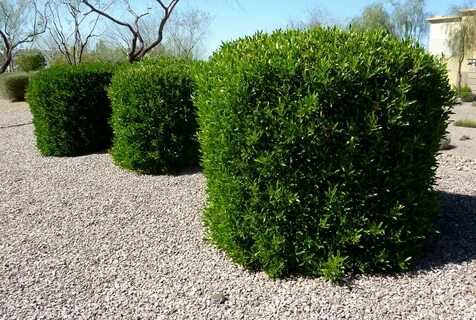 Bush plant