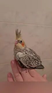 Месячный корелла
