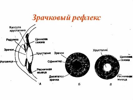 Регуляция зрения
