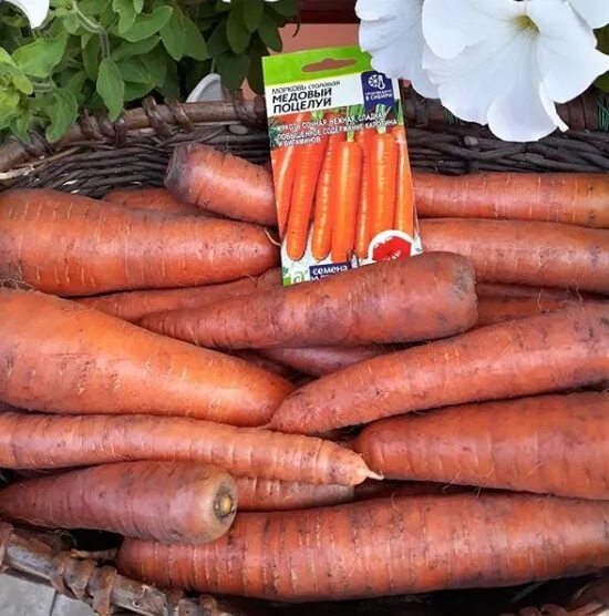 Масса выращенной моркови в 3 раза. Семена моркови медовый поцелуй. Морковь оранжевая медовая. Морковь Алтайские семена. Морковь медовый поцелуй СЕМАЛТ Ц.