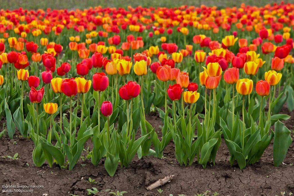Почему тюльпаны растут. Поле тюльпанов. Тюльпаны растут. Поле разноцветных тюльпанов. Разноцветные тюльпаны растущие.