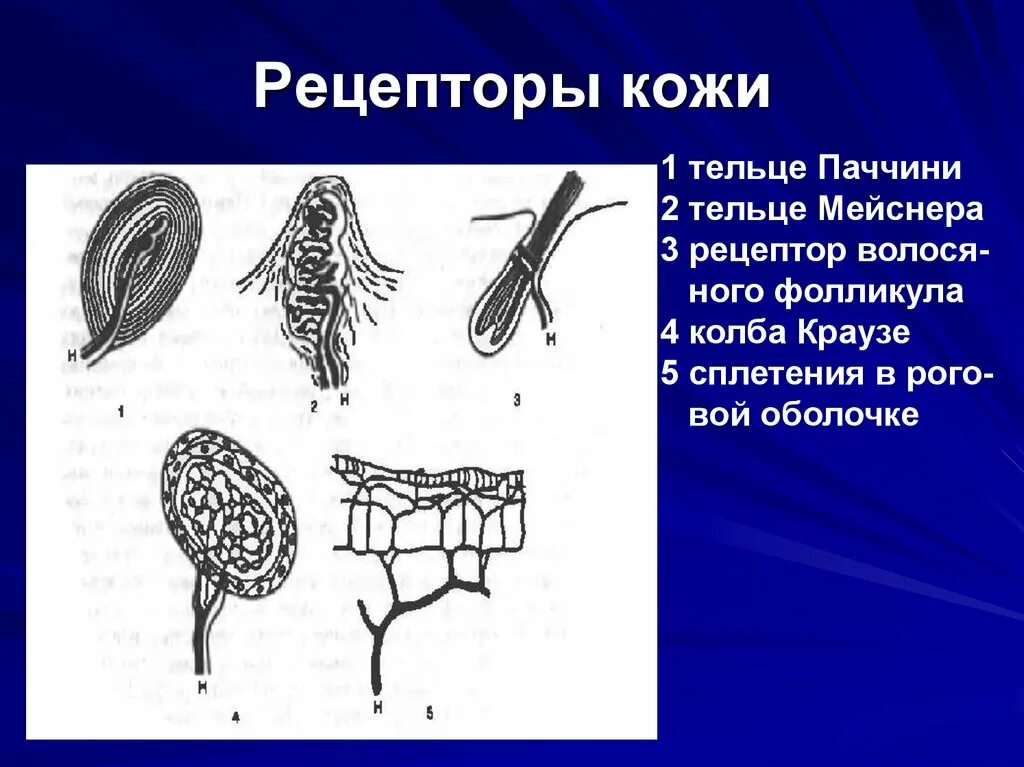 Колбы Краузе и тельца Руффини. Рецептор кожи проприорецепторы анализатор. Концевые колбы Краузе. Колбы Краузе строение.