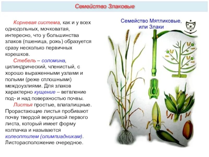 Овес двудольный. Семейство злаки Мятликовые плод. Семейство злаки строение стебля. Формула злаки Мятликовые. Строение растений семейства злаковых.