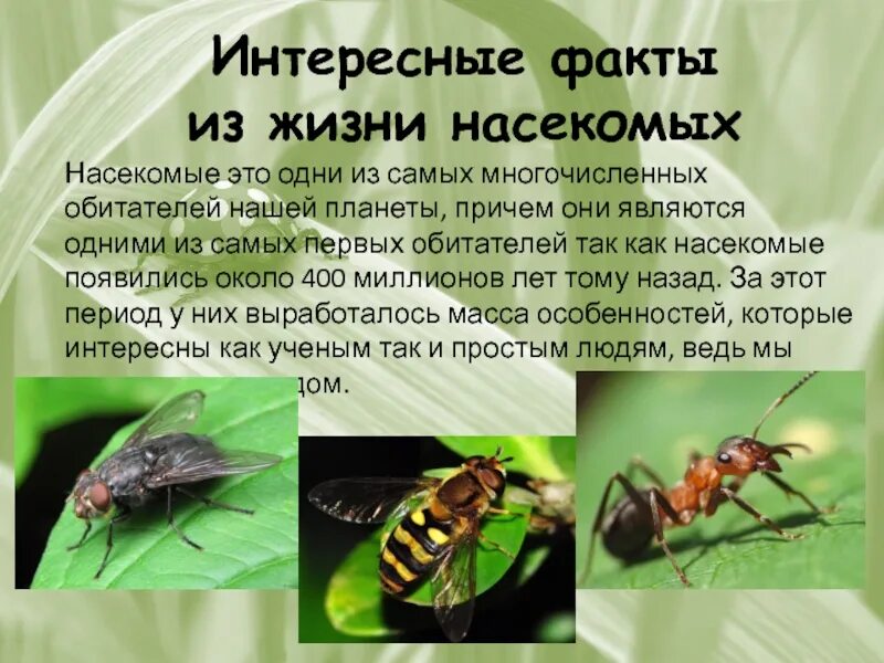 Есть ли факты. Интересные факты из жизни насекомых. Проект насекомые. Интересное насекомое доклад. Интересные факты о насекомых для детей.