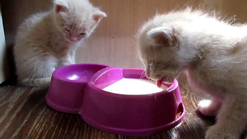 Kitten milk