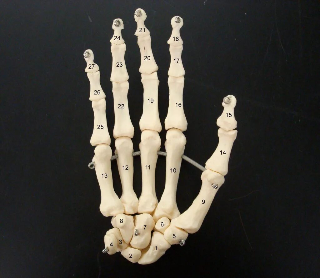 Кости кисти. Кости руки. Скелет руки. Анатомия кисти. Hand bone