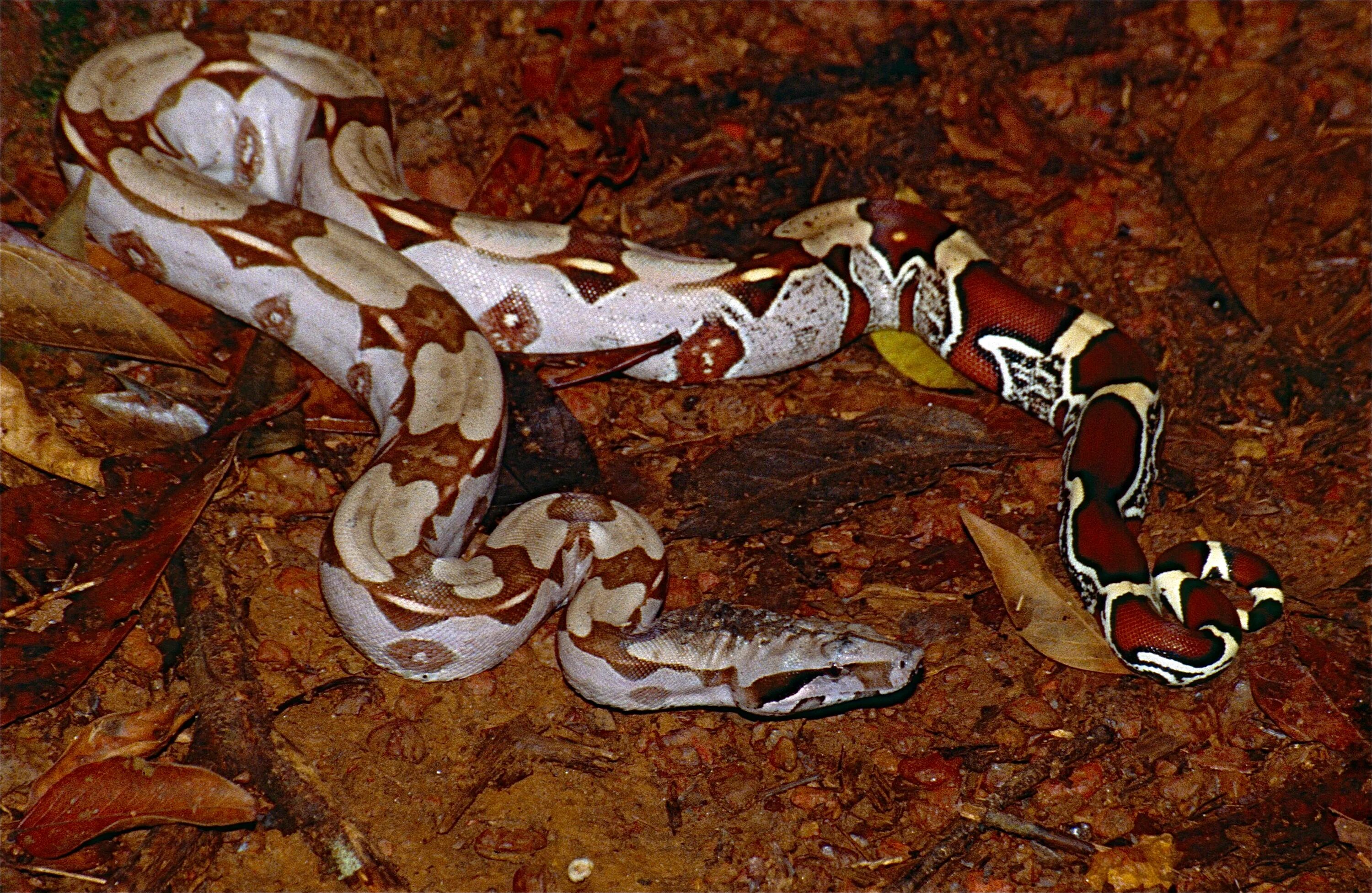 Boa Constrictor Constrictor. Краснохвостый удав. Red Tail boa Constrictor. Boa Constrictor Constrictor Suriname.