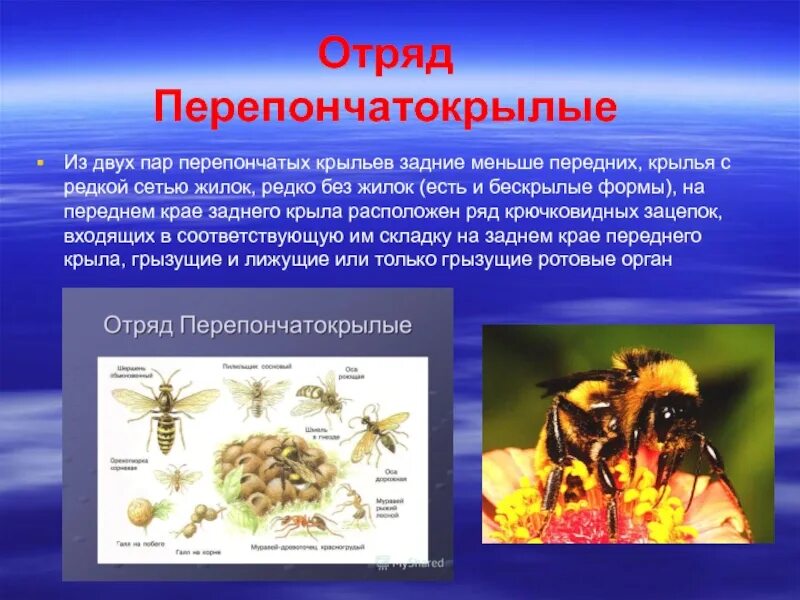 Отряд Перепончатокрылые пчелы. Отряд Перепончатокрылые строение крыльев. Представители перепончатокрылых насекомых. Представители перепончатокрылых.