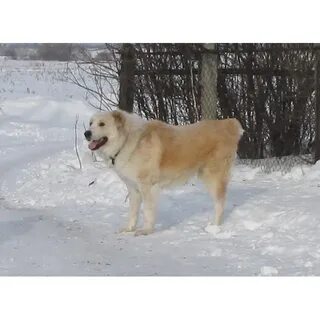 Алабай 5 лет